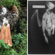 A red kite and buzzards are among the birds found to have been targeted in Herefordshire. Pictures: RSPB (left) and Herefordshire Wildlife Rescue/Holmer Veterinary Surgery (right)