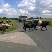 Cattle crossing a road