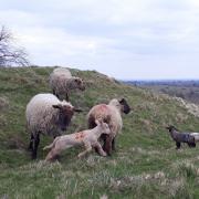 Sheep on the Malvern Hills