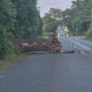 TREE: A fallen tree blocked a major road near a junction in Welland.
