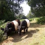 Cattle grazing on the Malvern Hills