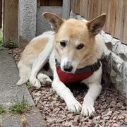Diana is one of the dogs looking for a new home