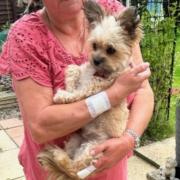 Julie Lowe and her dog Molly were violently attacked by a dog in Malvern.