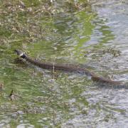 SNAKE: A grass snake was pictured in water at a county nature reserve.
