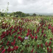 FARMERS: Grants are being given to farmers by Severn Trent to help them create wildlife meadows.