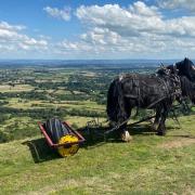 Horses have been used to help control bracken on the Malvern Hills
