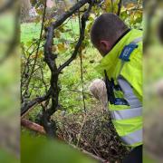 RESCUE: A Malvern PCSO rescued a sheep stuck in a hedge.
