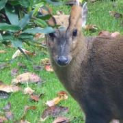 PEEK-A-BOO: A muntjac deer has been pictured visiting a back garden.