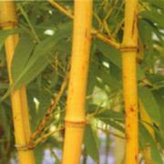 Yellow-stemmed bamboo